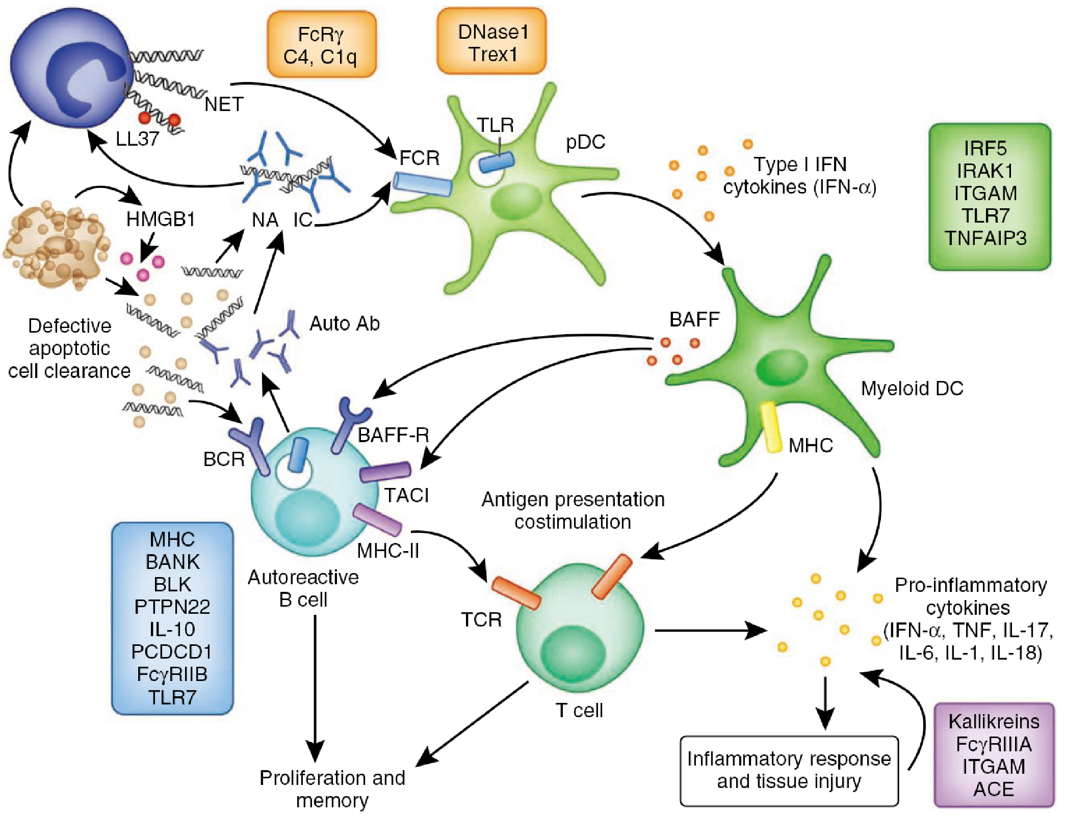 Hvordan revolusjonerer dyremodeller SLE-modellforskning?