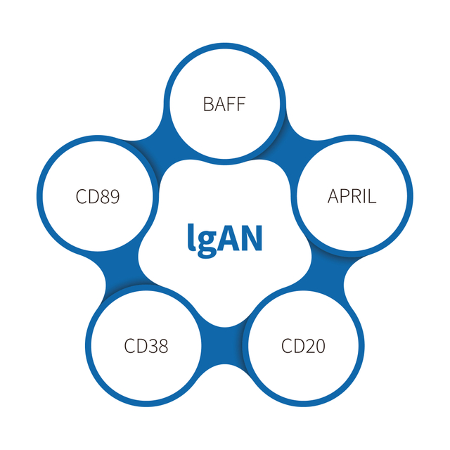 IgA נפרופתיה