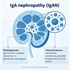 Modelle f&uuml;r Maus-IgA-Nephropathie (IgAN).