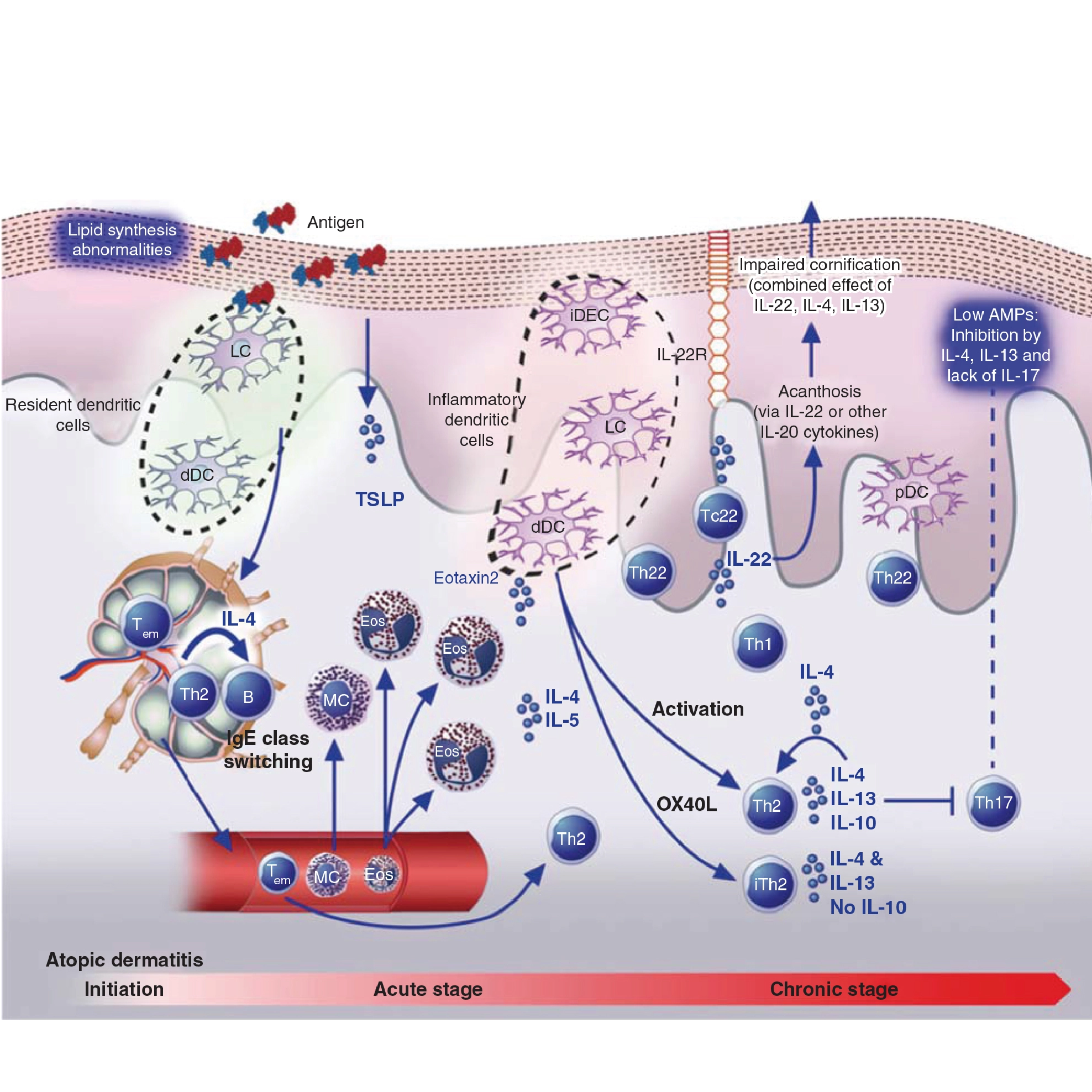 Wat is de functie van het AD-model?
