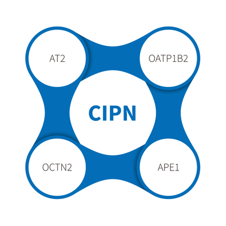 三级分类_Neuropathie p&eacute;riph&eacute;rique induite par la chimioth&eacute;rapie (CIPN) .jpg
