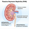 Modelos de nefritis pasiva de Heymann (PHN) y fibrosis renal UUO en ratas