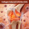 Modelle f&uuml;r kollageninduzierte Arthritis (CIA) bei Nagetieren
