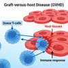 គំរូ Mouse graft-versus-host disease (GVHD)