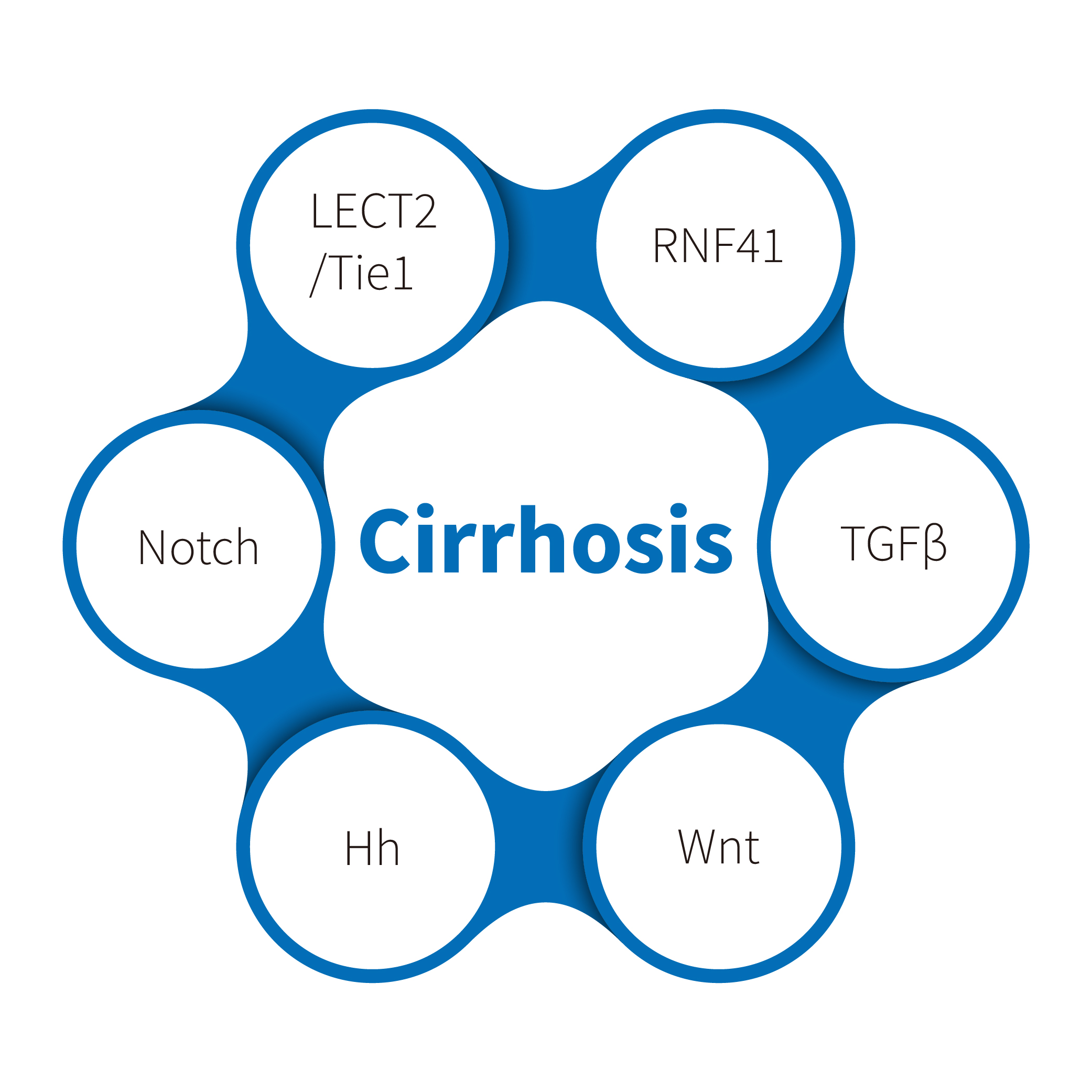 Zrozumienie marskości wątroby: badanie modeli chorób autoimmunologicznych u małych zwierząt